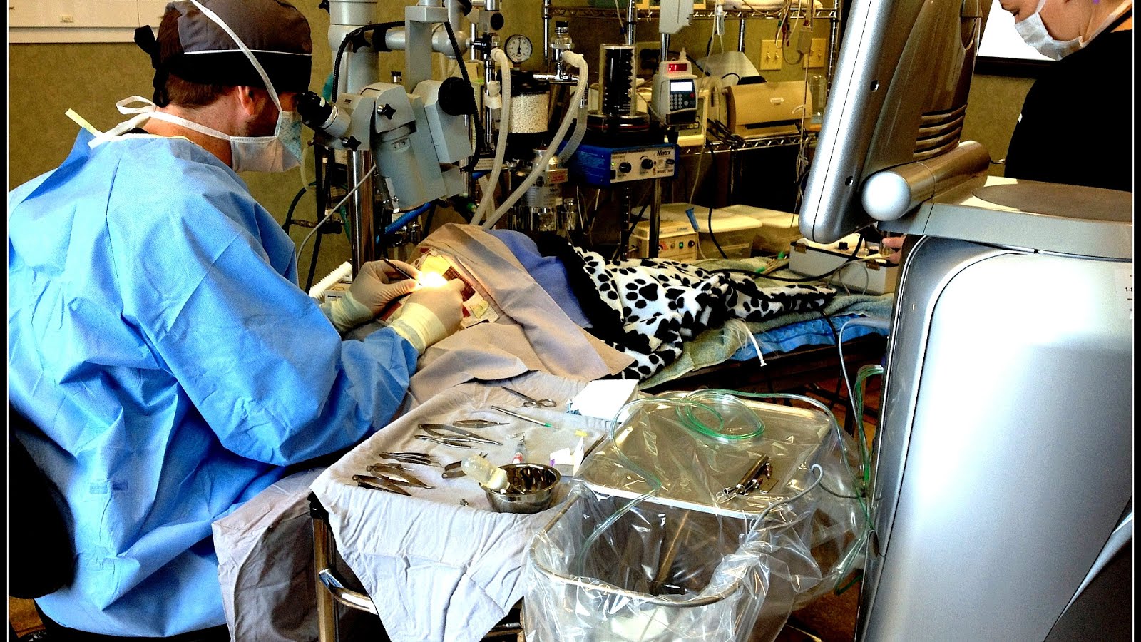 Cost For Dog Cataract Surgery Dog Choices