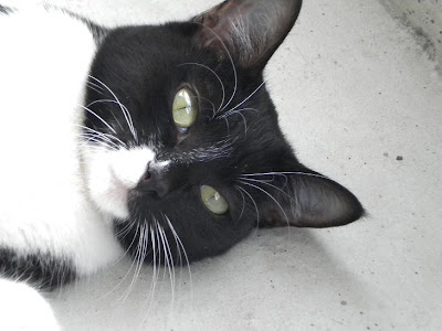 Casos Urgentes: La Gata Nata