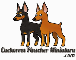 Cachorros Pinscher Miniatura