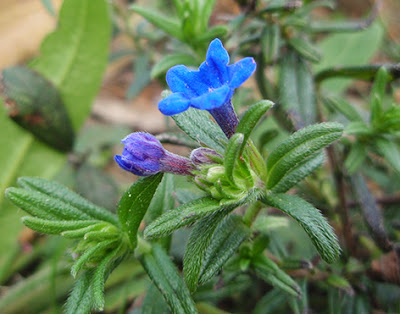 Carrasquilla azul (Lithodora diffusa)