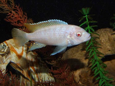Ciclido Zebra Albino Ciclido Zebra Albino