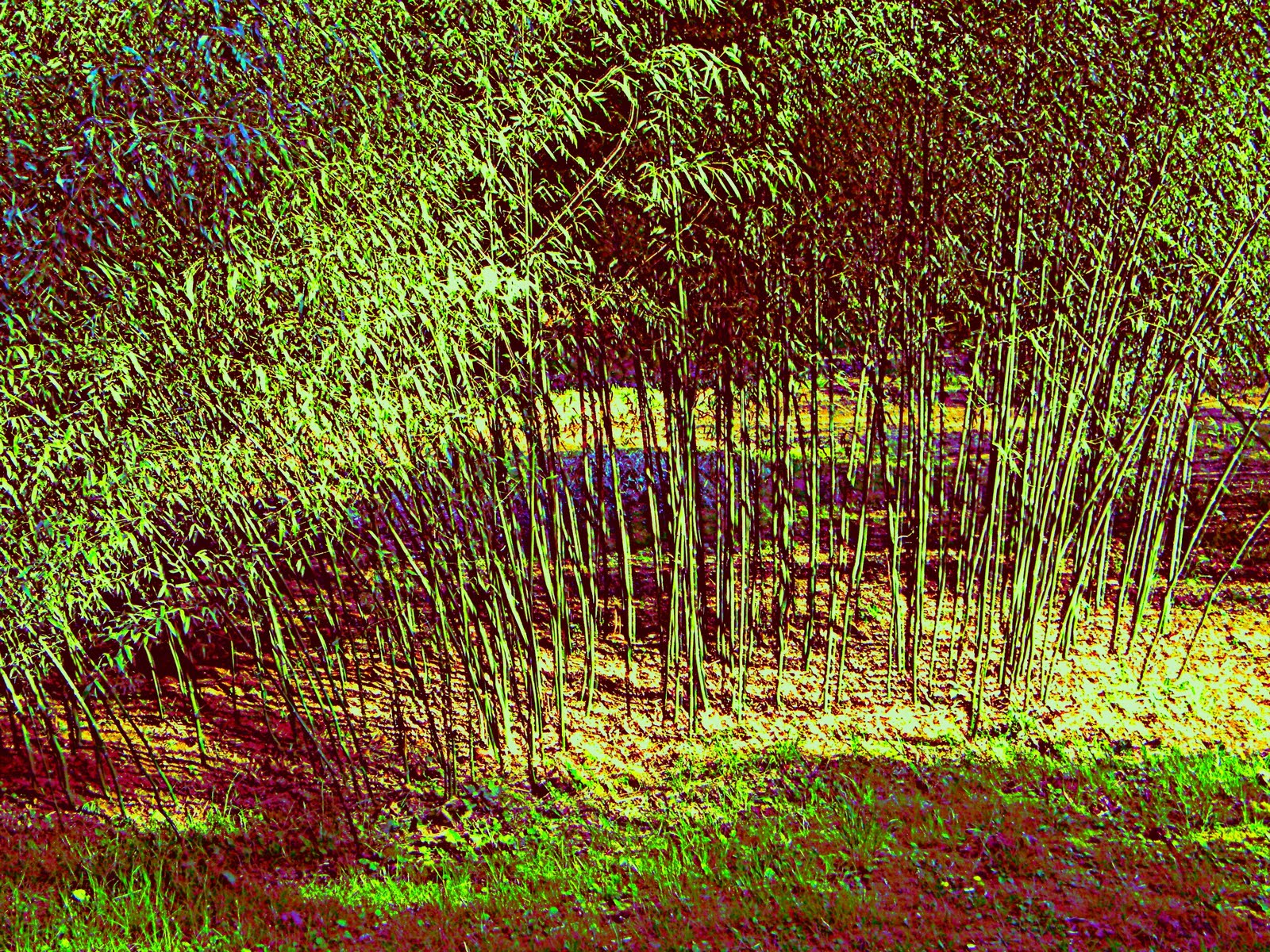 PHOTO DUMP Oregon Bamboo Garden North Plains Oregon
