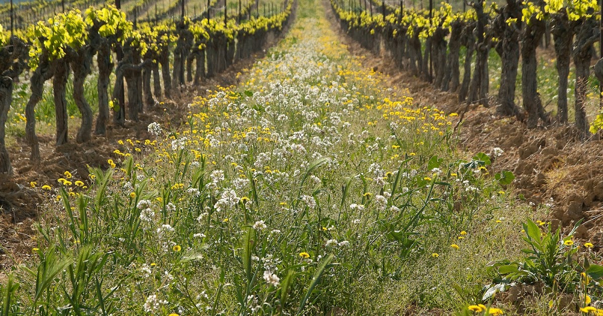 Viticulture in Ireland Cover crops and companion plants