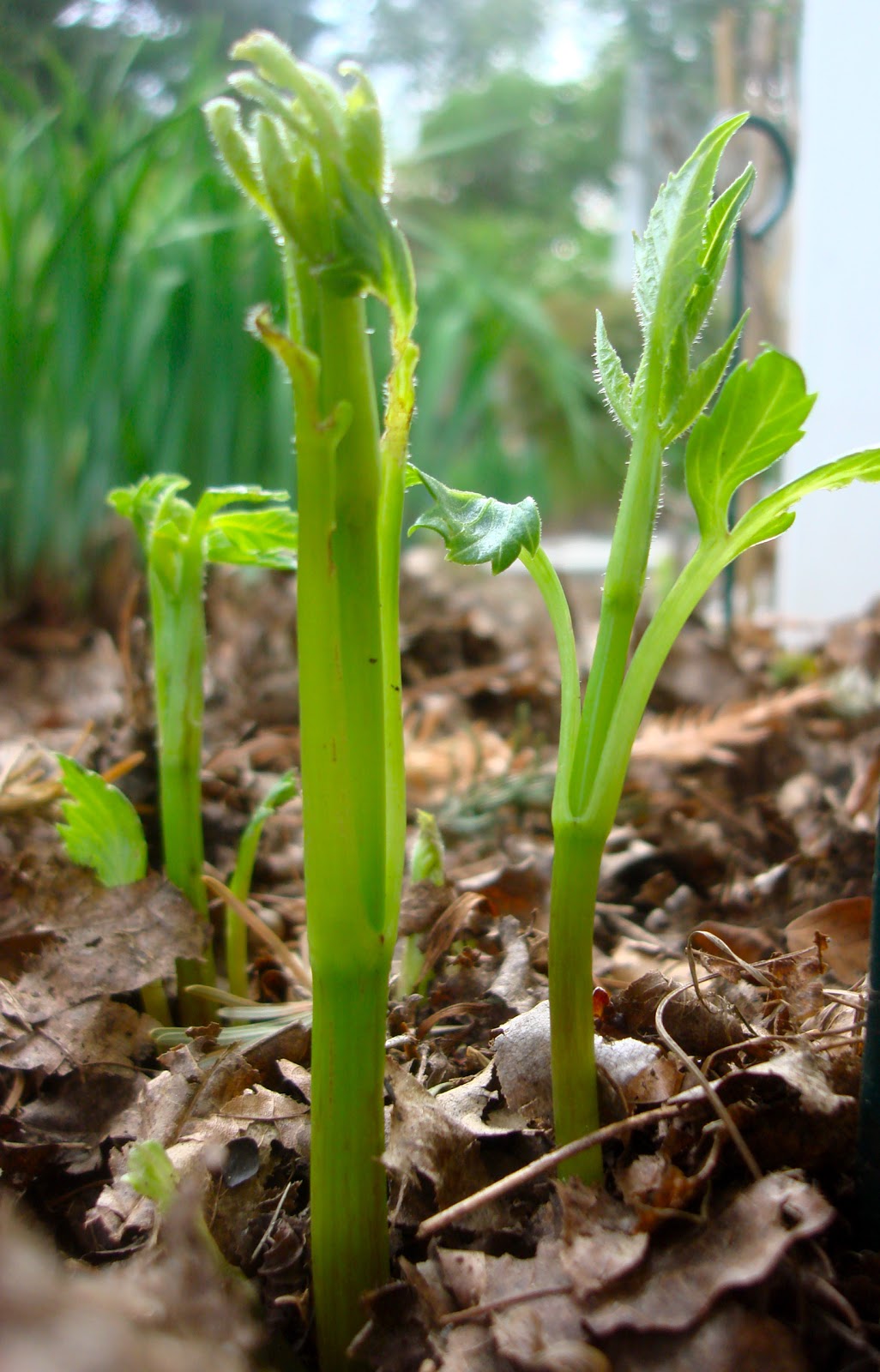 the back quarter acre April 2012