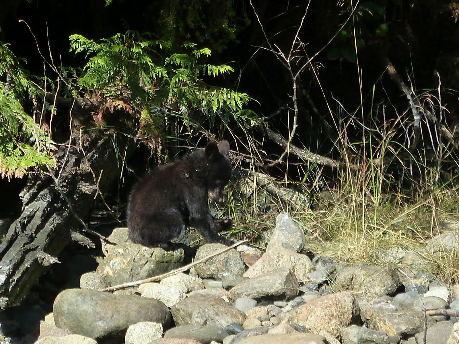 Vancouver: Bären - Bären - Bären