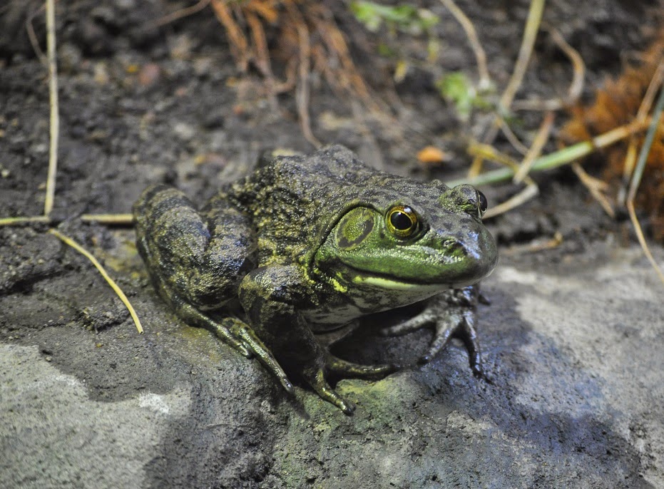 ZOOTOGRAFIANDO (6.100 ANIMALS): RANA TORO AMERICANA / AMERICAN BULLFROG ...