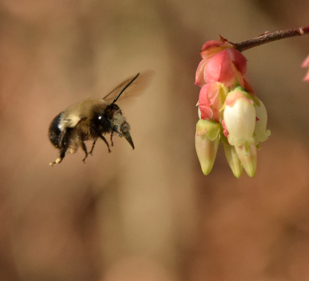 Using Native Plants Bee