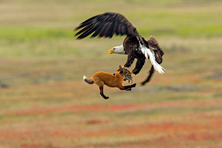 Photographer Captures Epic Battle Between Fox And Eagle Over Rabbit