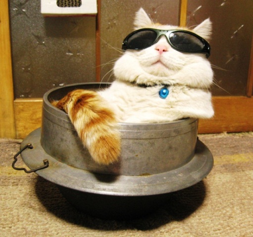Gambar 16 Gambar Wallpaper Lucu Terbaru Kucing Menembak Gambar 16 Gambar Wallpaper Lucu Terbaru Kucing Menembak