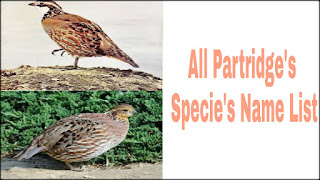 All Partridge scientific (species) name list