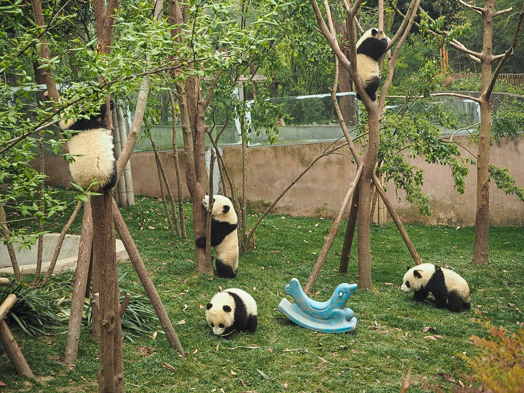 Baby pandas at Chengdu Panda Sanctuary, China