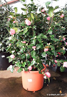 Camelia en floración