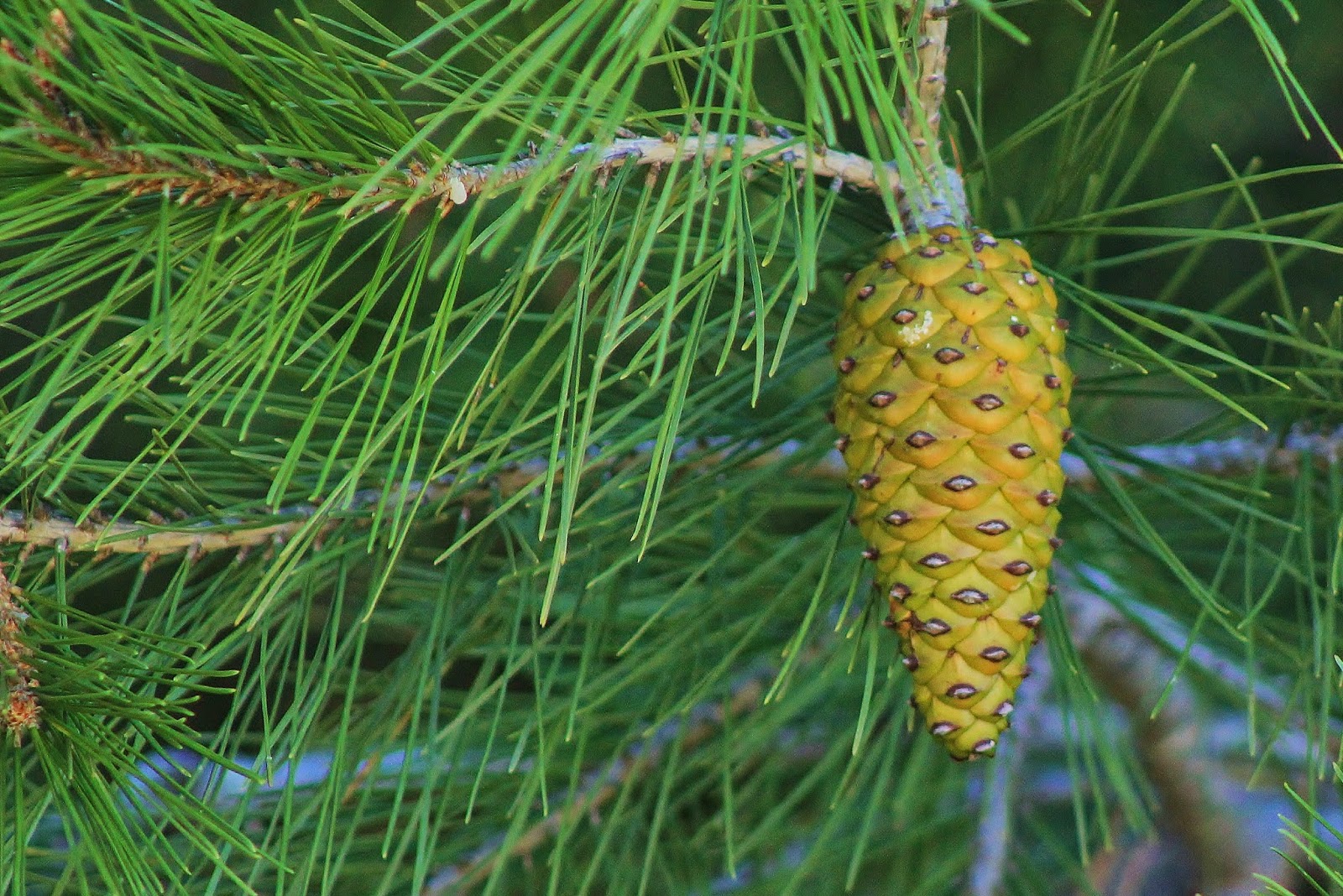 Árboles de Albacete: Pino carrasco (Pinus halepensis)