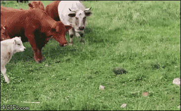 Funny animal gifs - part 270, funny gifs, animals