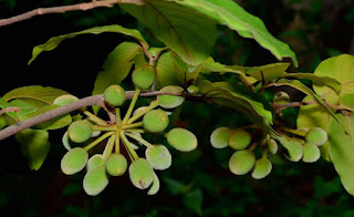 นมหนู, มะป่วน, ลำดวนดง ผลแบบผลกลุ่ม Mitrephora tomentosa นมหนู, มะป่วน, ลำดวนดง ผลแบบผลกลุ่ม Mitrephora tomentosa