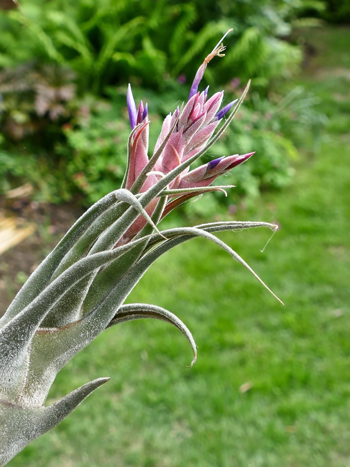 flowering tillandsia seleriana a gardens chronicle what is the average size flower
