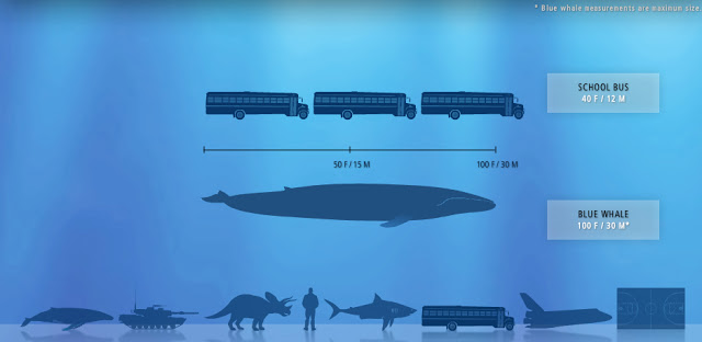 how big is a blue whale compared to a bus