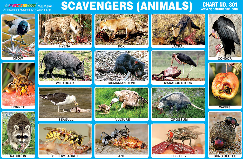 Spectrum Educational Charts: Chart 301 - Scavengers (Animals)