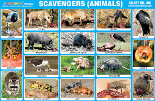 Scavengers (Animals) Chart