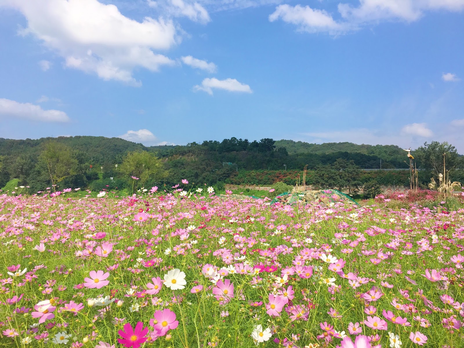Fun & Free Daegu Travel Autumn Scenery Of Hajungdo Island With Cosmos