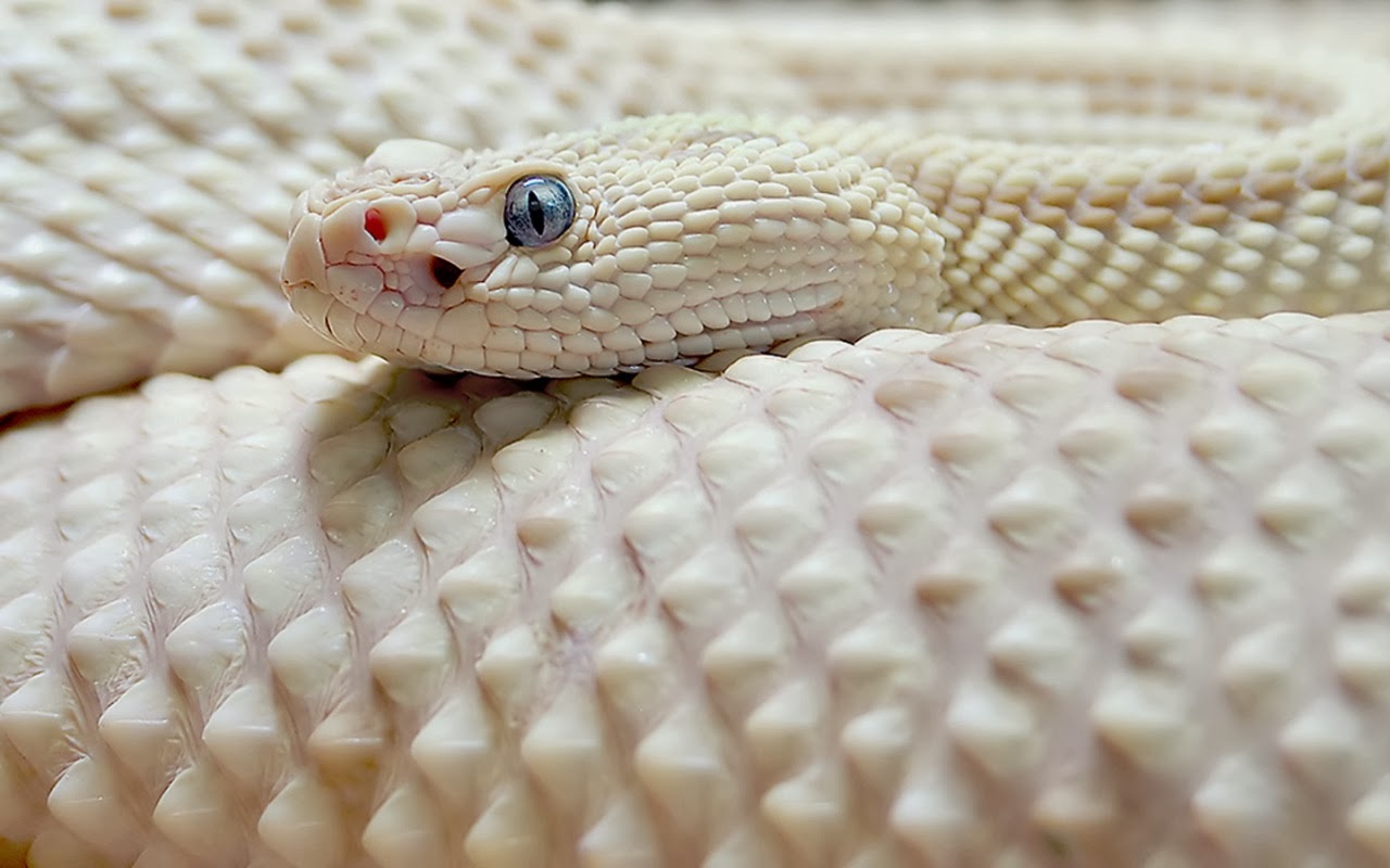 world best dangerous snake hd wallpapers hd wallpapers blog