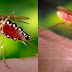Cientistas alertam: ''Protejam-se, Zika vírus também é transmitido por mosquito comum''