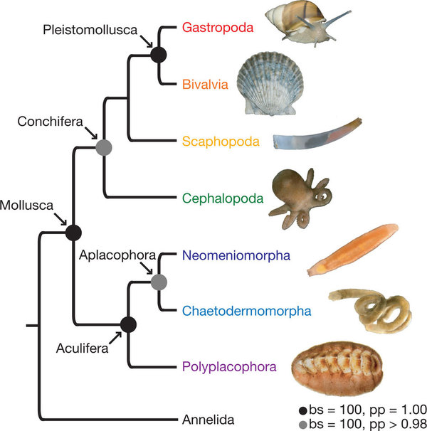 Filum Mollusca