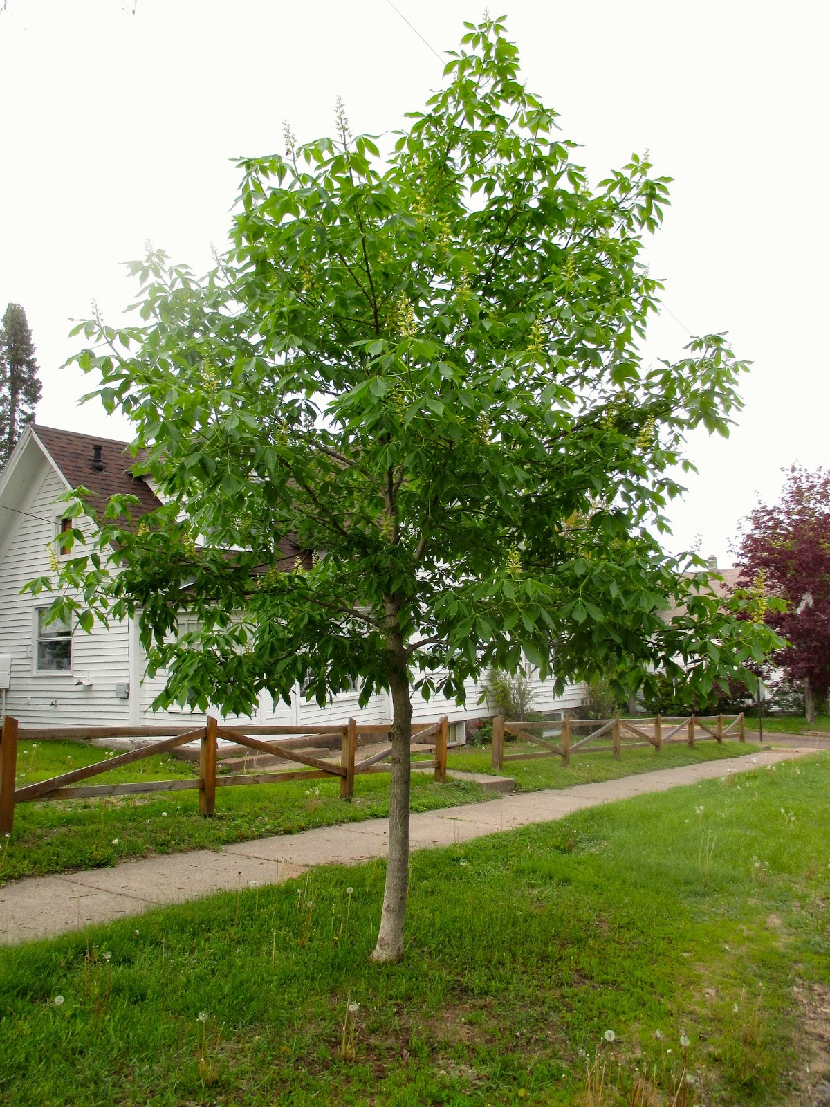 Art's Bayfield Almanac OHIO BUCKEYES, AMERICAN CHESTNUT TREES, AND