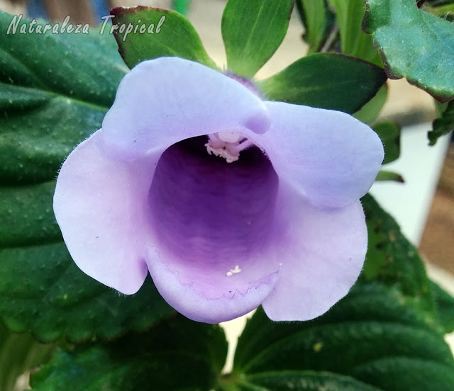 Flor caracterÃstica de una especie del género Gloxinia