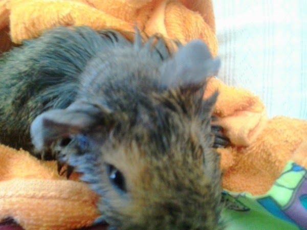 cobaya tras el baño