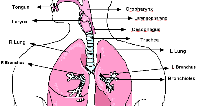 biology-respiratory-system