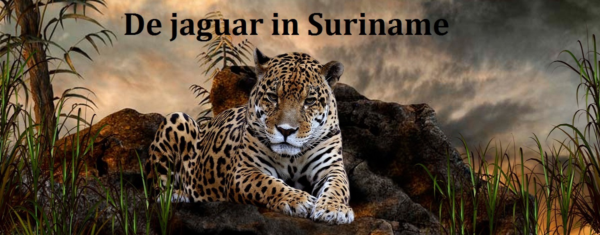 De jaguar in Suriname