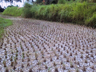Conditions Of The Rice Fields After Harvesting At Ringdikit Village, Buleleng, North Bali, Indonesia