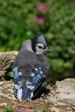 Young Fledgling Blue Jay