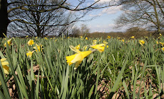 Wild Daffodils