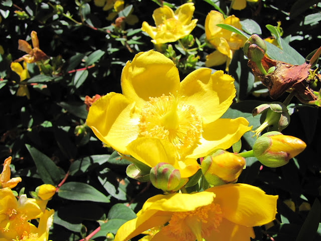 yellow flower buttercup