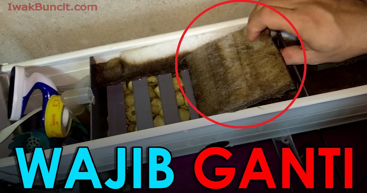 Tata Cara Mengganti Sekaligus Memasang Filter Busa Mekanik Pada Aquarium Ikan Hias Mas Koki Yang Tepat Video