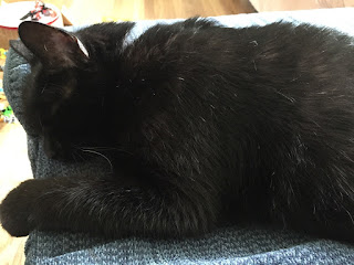 Photo of black cat sleeping.