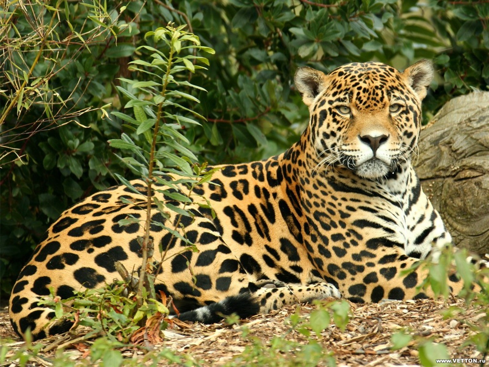 Животный мир мексики. Амазонский Ягуар. Ягуар в Амазонии. Ягуар в Мексике. Ягуар Panthera onca.