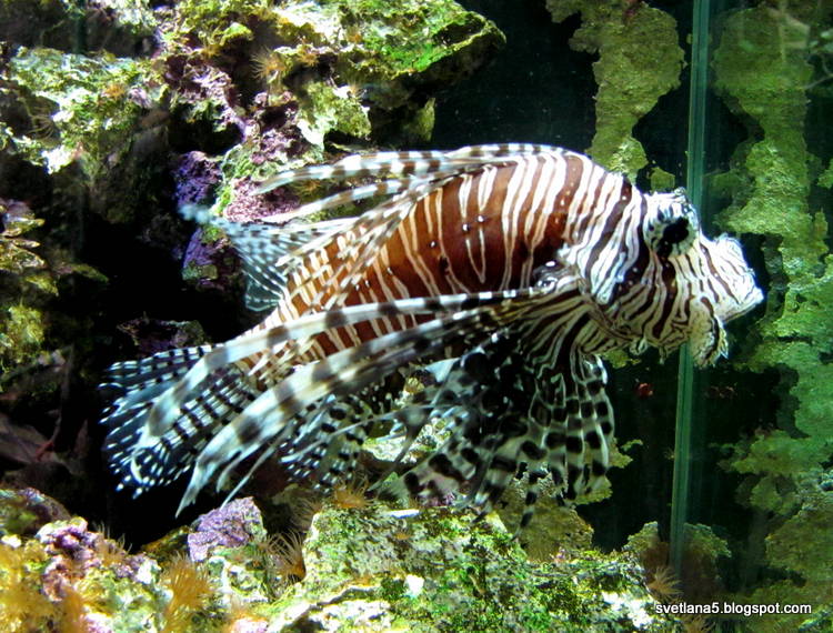 Zoo Zagreb riba