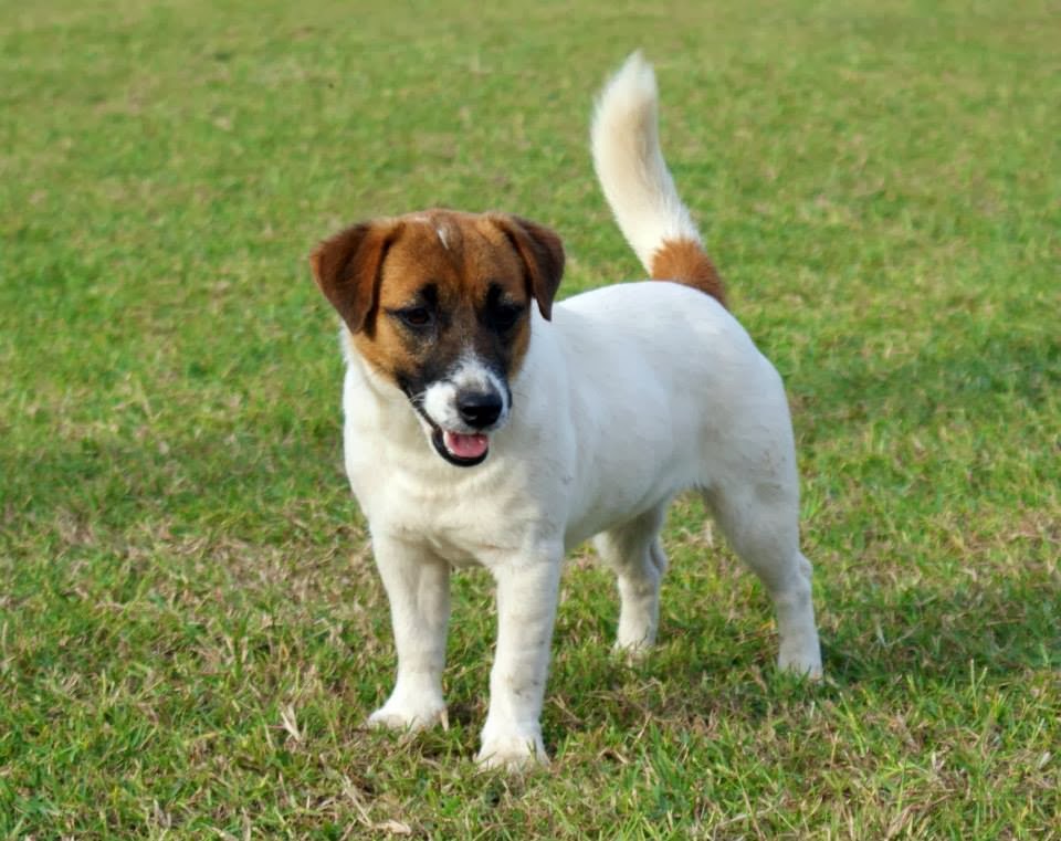 Jack Russell Terrier de Zeldrak: 1 History of the Jack Russell Terrier.