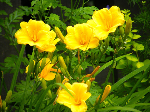 Stella d'Oro Yellow Daylily 