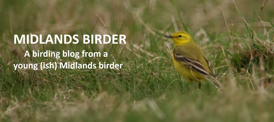 MIDLANDS BIRDER