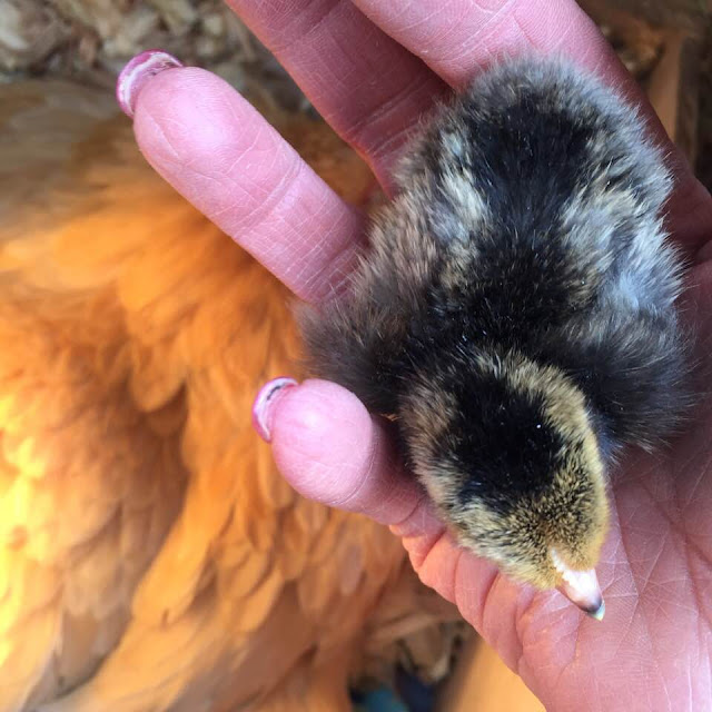 little day old chicks