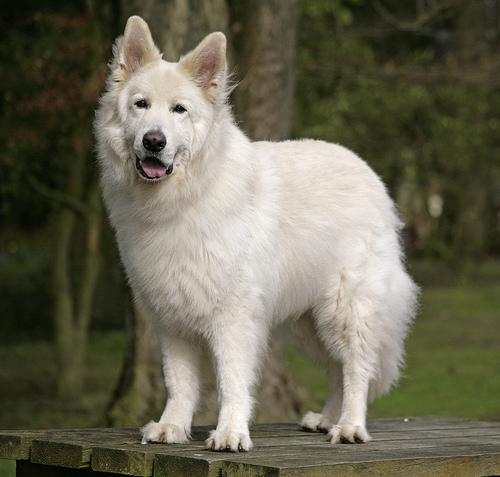About Dog White German Shepherd: How Well Is Your White German Shepherd ...