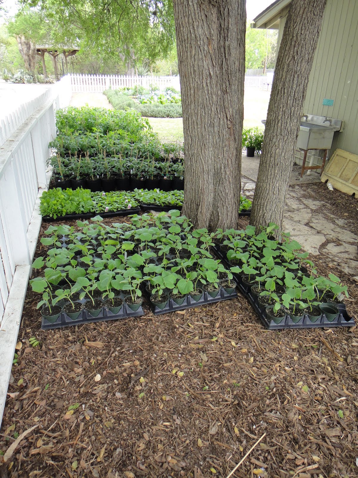 GardenKim: San Antonio Botanic Garden