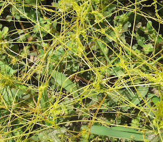 Tanaman tali putri ialah tumbuhan benalu yg melekat pada tumbuhan lain Manfaat & Khasiat Tanaman Tali Putri (Cassytha Filiformis L.)