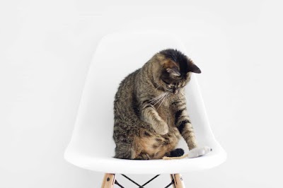 #828 El gato y el ratón hacen vida en común