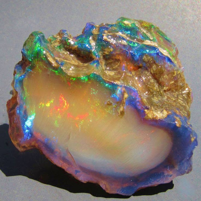 Rare Fossil Wood Precious Opal From Virgin Valley, Nevada