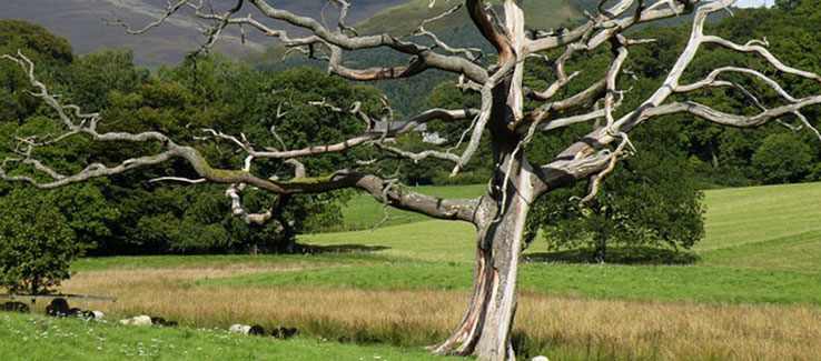 Dead tree with bark damage and complete loss of foliage